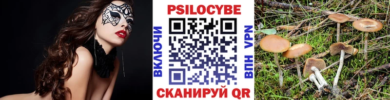 Купить где  Каргополь  Псилоцибиновые грибы Cubensis 